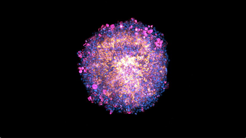 How 3D bioprinted placentas can inform pregnancy research | RES Hub